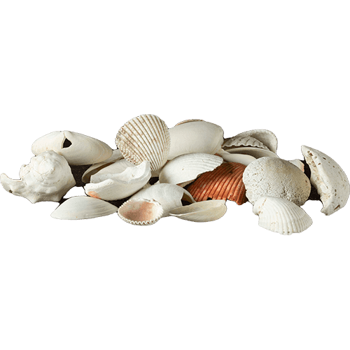 Sea Shells Box: View #3